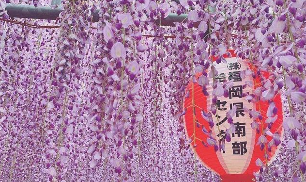 因为害怕聚集，600岁巨型紫藤花被全部剪掉 还有80万株郁金香