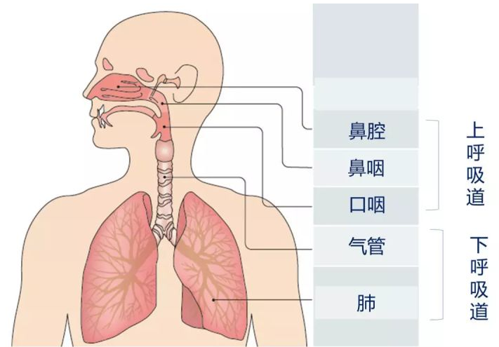 什么是核酸？如何通过核酸检测出新冠病毒？