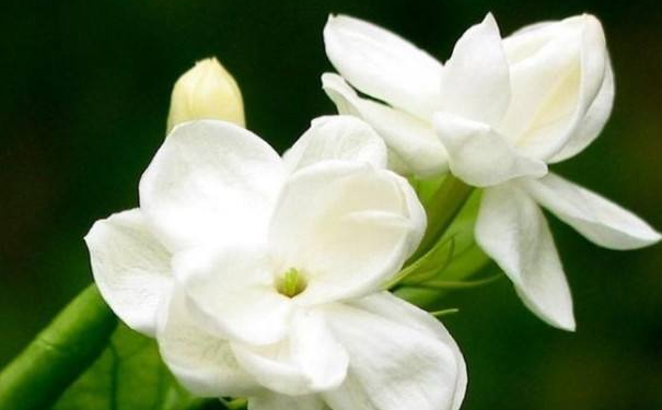 新家优装网软装套餐:茉莉花喜欢阳光,开花满屋飘香 新家优装网软装套餐:茉莉花喜欢阳光,开花满屋飘香