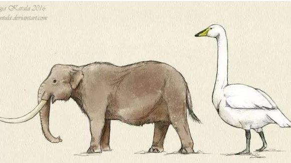 欧洲矮象 还没有10岁儿童高!