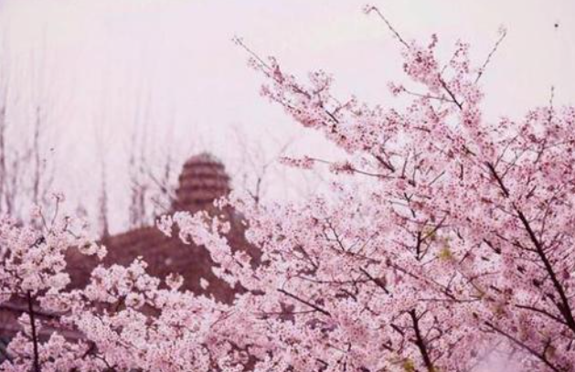 武大樱花绽放因疫情防控校园不对公众开放 3月开始设立抗疫医护赏樱专场