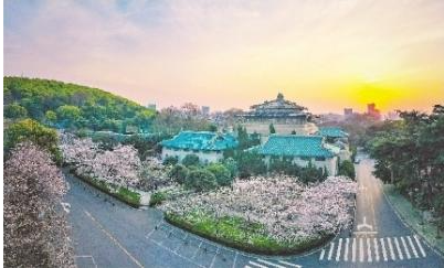 武大樱花绽放因疫情防控校园不对公众开放 3月开始设立抗疫医护赏樱专场