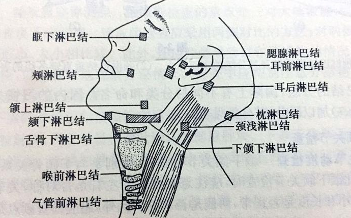 有淋巴结正常吗?有这种现象一定要重视