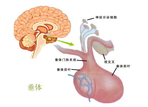 患垂体瘤的信号有哪些？垂体瘤怎么治疗？