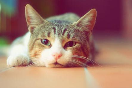 猫咪得狂犬病的表现症状有哪些？猫咪得狂犬病的注意事项？
