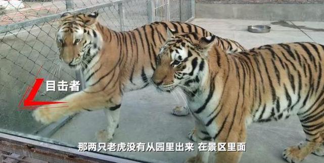 官方回应击毙两只外逃老虎原因 老虎袭人后外逃饲养员身亡