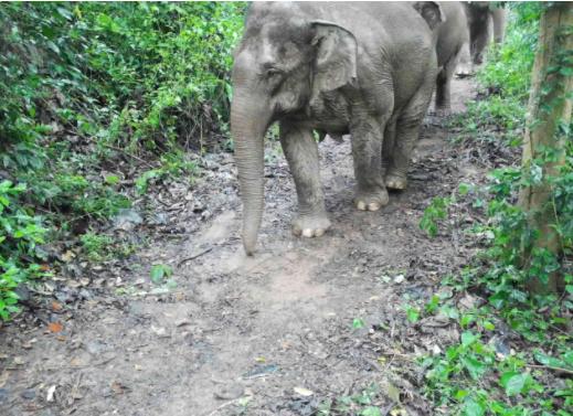 亞洲野象群闖入版納植物園保護基地 珍稀瀕危植物面臨威脅