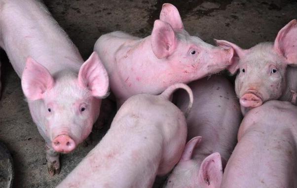 中央储备冻猪肉将收储2万吨，后期猪价能否大幅上涨？