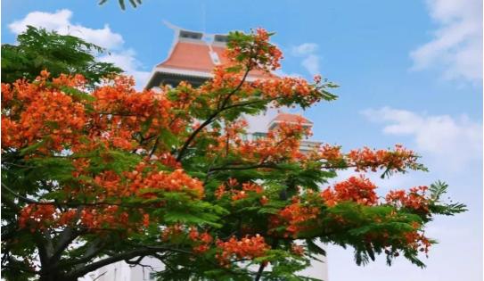 2021年中国环境最好的十所大学 ；厦门大学被誉为环境最好的大学！