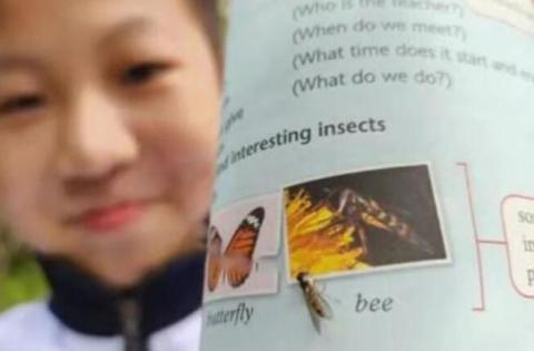 官方回应12岁男孩给英语教材纠错，书本错把食蚜蝇当蜜蜂……