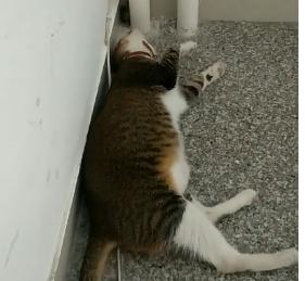 饭店现老鼠蹿跳 老板:天冷猫不在，理解一下，网友吐槽：安全做不到还开门！