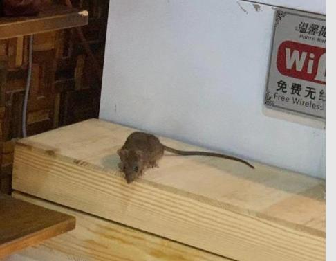 饭店现老鼠蹿跳 老板:天冷猫不在，理解一下，网友吐槽：安全做不到还开门！
