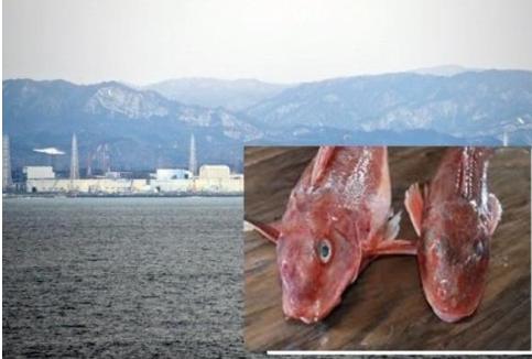 日本福岛民众担心核辐射不敢吃鱼！当地居民称不知道这次辐射到底要到什么程度！