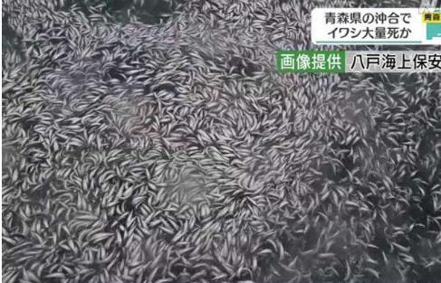 日本近海出现密密麻麻鱼类尸体；究竟故事因为核废水还说有别的可能性；目前原因尚不明确！