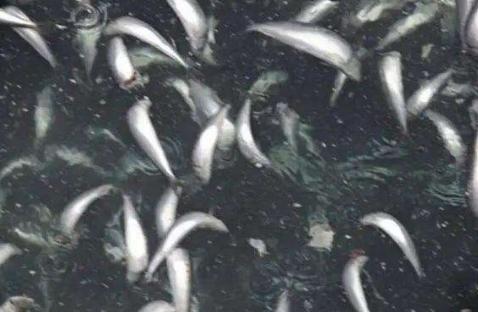 日本近海出现密密麻麻鱼类尸体；究竟故事因为核废水还说有别的可能性；目前原因尚不明确！