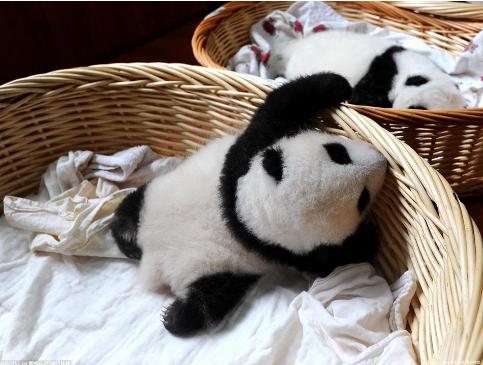 北京动物园一大熊猫翻墙越狱；园方：已带回，将改造运动场，冒险之旅仅此一次！
