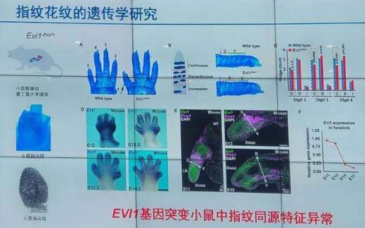 研究发现指纹与身体发育基因关联；我国表型组研究获重大突破 首次揭示指纹与身体发育基因关联！