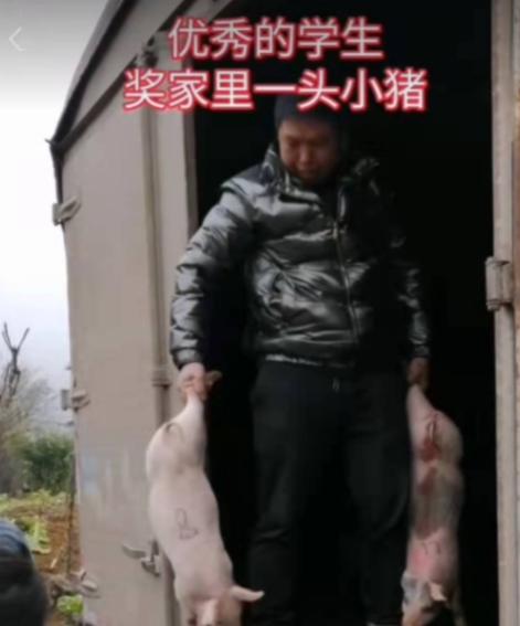 乡村小学奖励优生每人一头小猪 云南山村小学新年奖励被网友爆赞