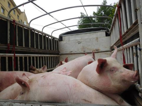 猪肉价格连降5周 旺季不旺咋回事？猪价逆势大跌到底啥原因？