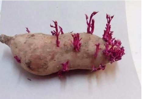 红薯发芽能吃吗?我们在食用红薯时的注意些什么?