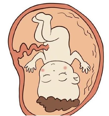 胎儿有什么能力?孕期补充哪些营养可以提升胎儿的能力?