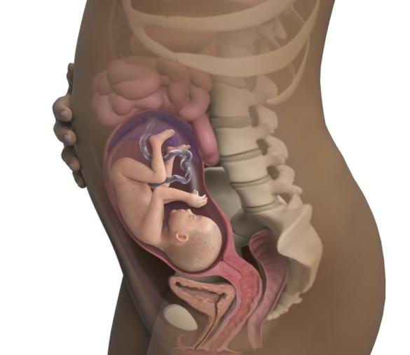 胎儿什么时候发育最快?孕妇有哪些注意事项?