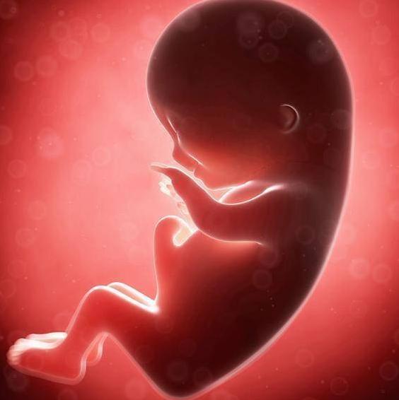 胎儿什么时候发育最快?孕妇有哪些注意事项? 胎儿什么时候发育最快?孕妇有哪些注意事项?