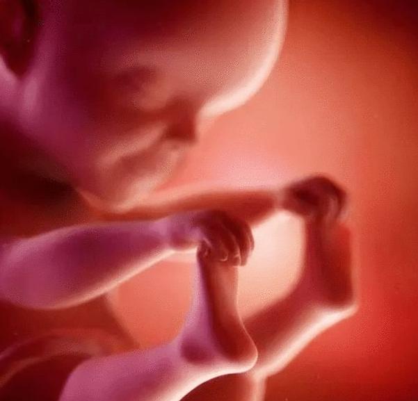 胎儿性别是怎么发育形成的?为什么医生不能告诉你胎儿的性别?
