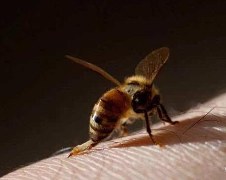 蜂疗是什么?蜂毒的药理作用有哪些?