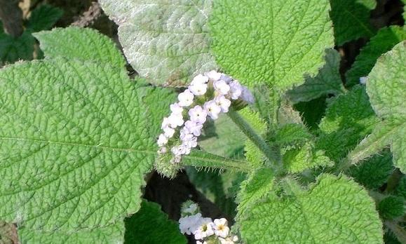 雪见草有什么作用与功效吗?食用雪见草的注意事项有哪些? 雪见草有什么作用与功效吗?食用雪见草的注意事项有哪些?