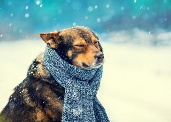 北方多地下雪居民提前穿棉衣(大雪防寒穿搭注意头脚保暖) 北方多地下雪居民提前穿棉衣(大雪防寒穿搭注意头脚保暖)