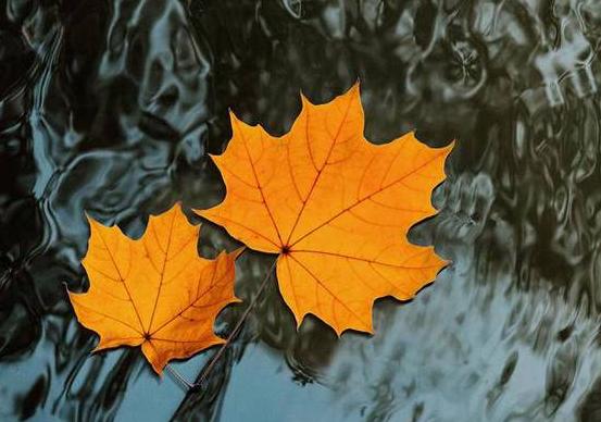 为什么秋冬季节的抑郁高发期？上班族该如何合理调节心态？