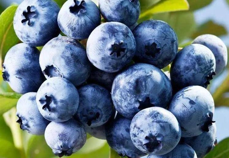 蓝莓除了营养价值丰富，热量低，还有什么好处呢？哪些水果可以保护皮肤？