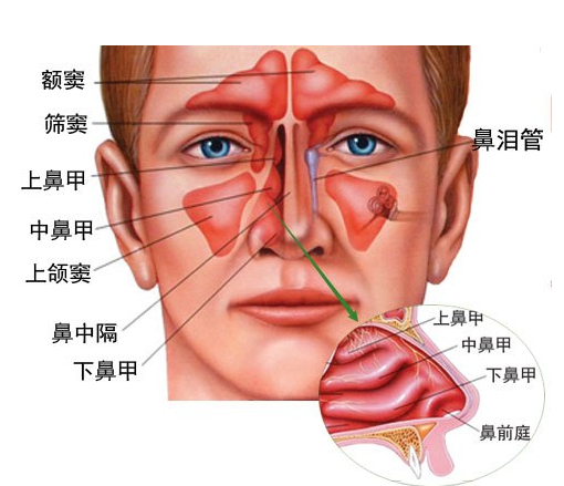 每天3次帮助鼻子防止寒气侵犯体内(解决寒气进鼻子的妙招2025)