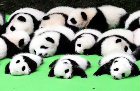熊猫幼仔集体亮相 聚在一起开始撒欢!