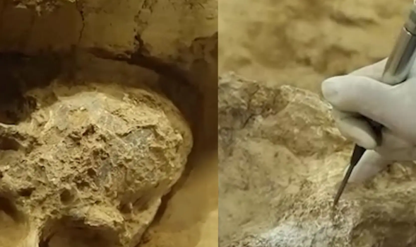 【湖北发现距今百万年人类头骨化石】湖北发现古人类头骨化石意义重大
