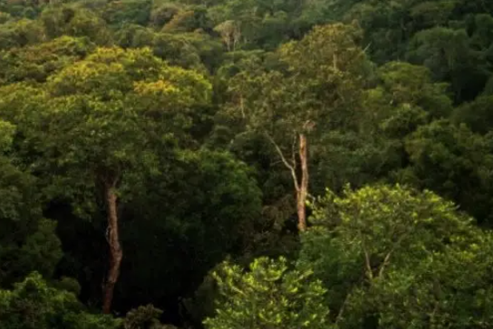 巴西亚马孙地区发现88.5米大树 直径约9.9米树龄超过400年