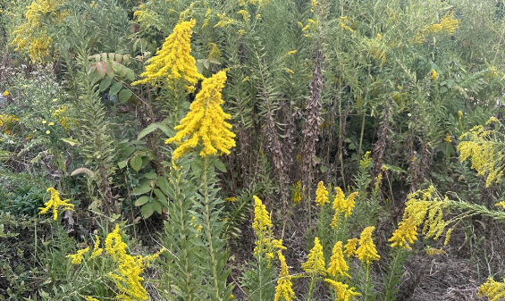 武汉现上千亩加拿大一枝黄花 加拿大一枝黄花有什么危害？