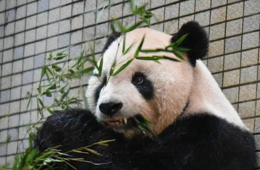 大熊猫“团团”已完成解剖 大陆赠台大熊猫“团团”患脑部疾病离世