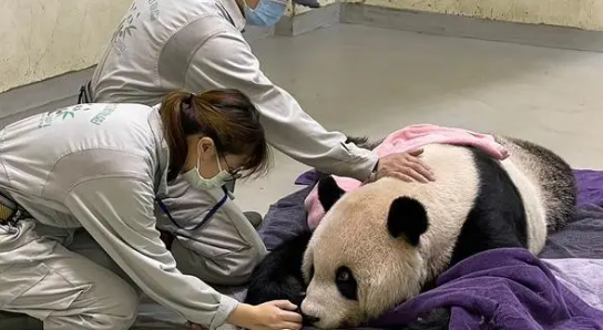 大熊猫“团团”已完成解剖 大陆赠台大熊猫“团团”患脑部疾病离世