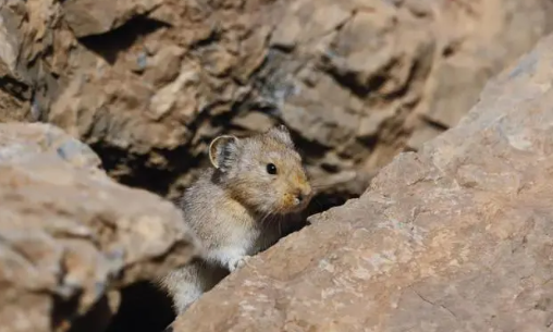 【贺兰山鼠兔时隔6年现身】是中国特有物种为国家二级保护野生动物