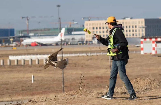浙大学霸应聘机场驱鸟员 专业对口的高材生求职是择业的自由