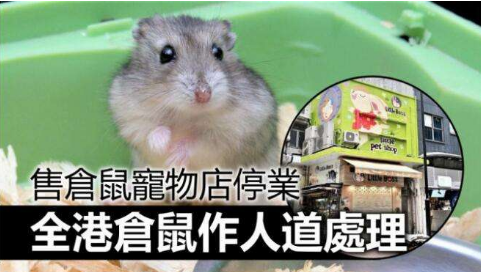 香港一宠物店11只仓鼠样本阳性；即时停止仓鼠进口_将人道处理近2000只动物！