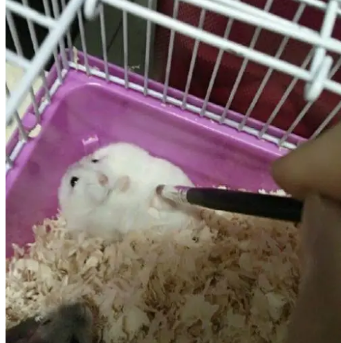 香港一宠物店11只仓鼠样本阳性；即时停止仓鼠进口_将人道处理近2000只动物！