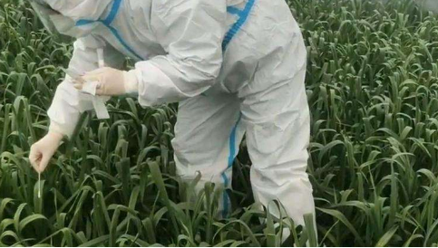禹州政府回应防疫人员为蒜苗做核酸；河南禹州这样解民忧