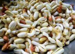 花生发芽能吃吗?会中毒吗?花生发芽怎么会有点苦味?
