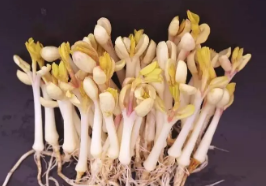 花生发芽能吃吗?会中毒吗?花生发芽怎么会有点苦味?