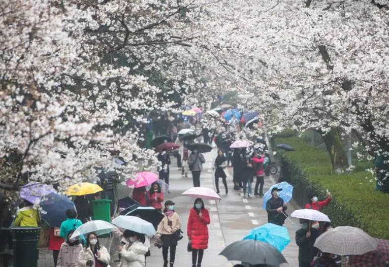 武汉最适合春季旅行的八大路线，2022武汉三月最美赏花线路推荐