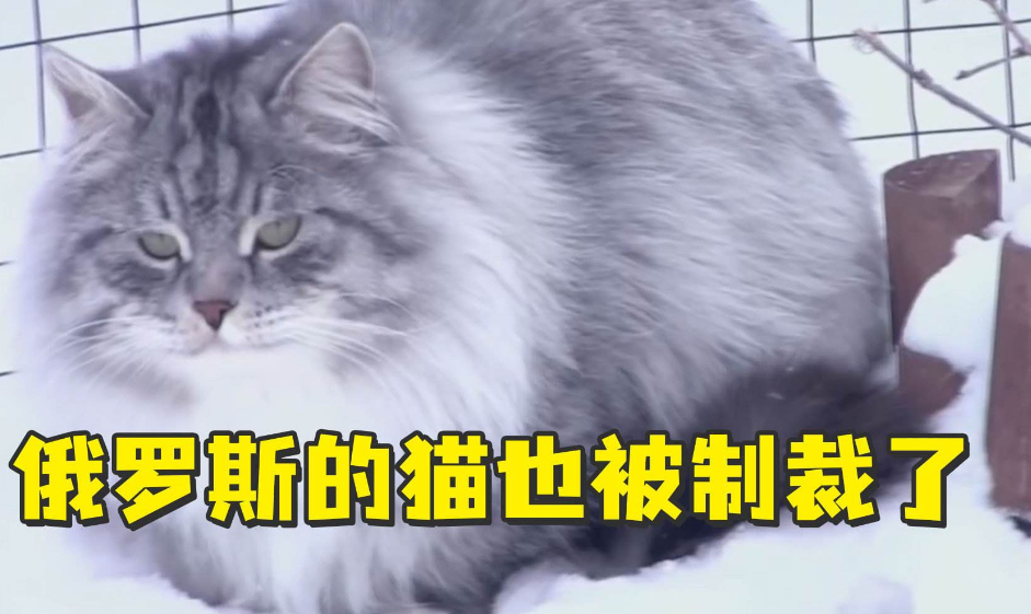 俄罗斯的猫被制裁了,俄罗斯还有哪些东西受到制裁?