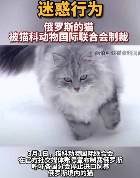 俄罗斯的猫被制裁了,俄罗斯还有哪些东西受到制裁?
